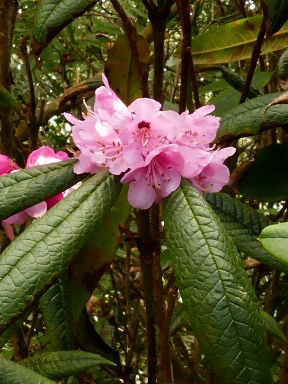 R. glischroides